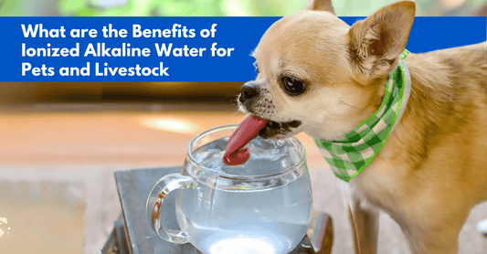 Benefits of Ionized Alkaline Water for Pets and Livestock