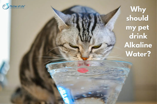Why should my pet drink alkaline water? - Pitcher of Life