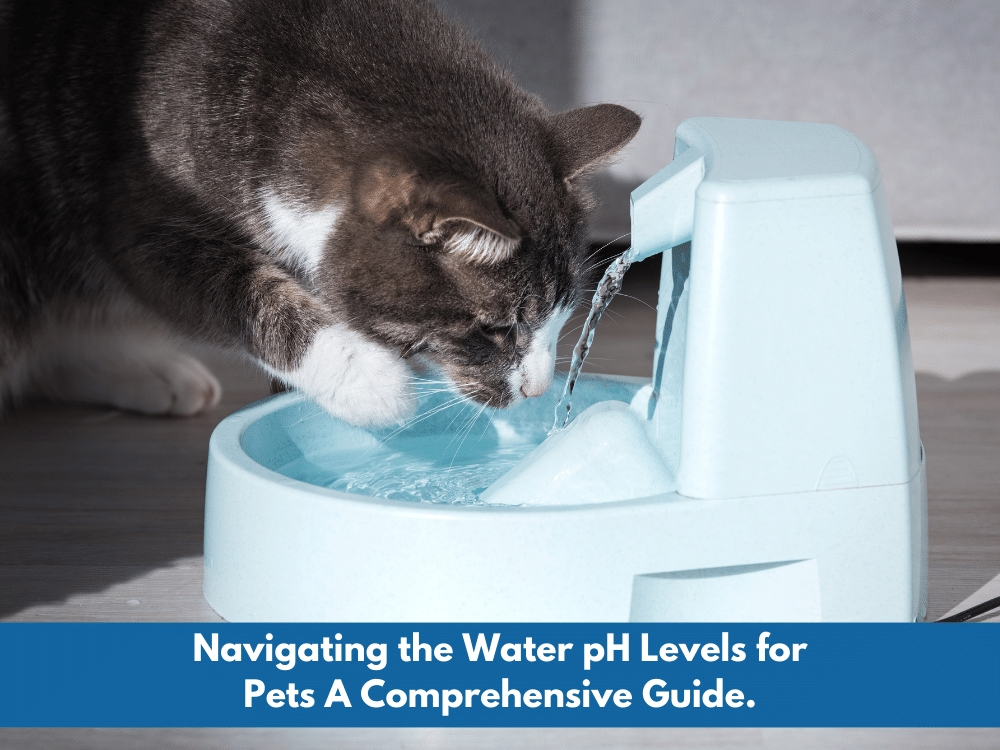 Navigating the Water pH Levels for Pets