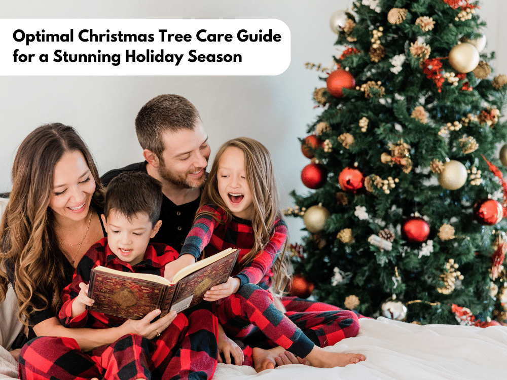 Christmas Tree Care Guide for a Stunning Holiday Season